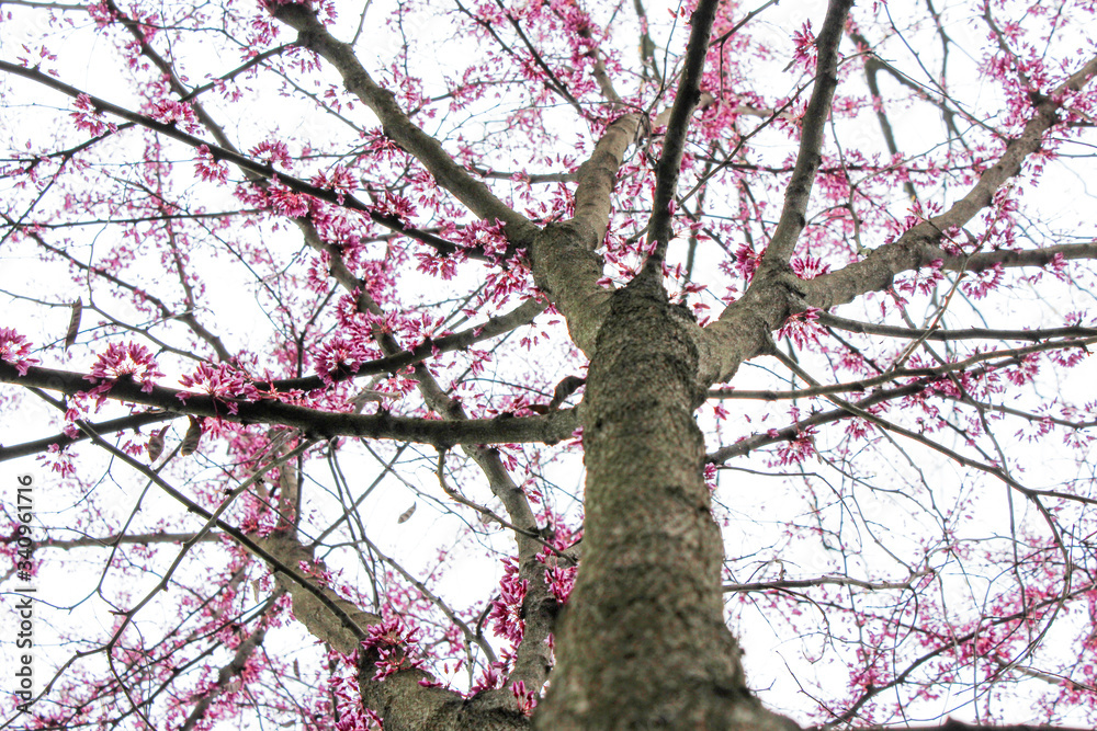 Obraz premium Close up pink tree branches