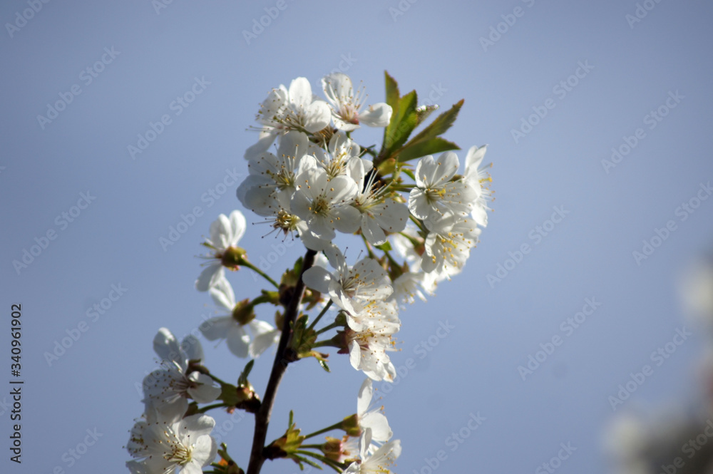 Weiße Blüte einer Sauerkirsche Prunus cerasus Weiße Blüte einer Sauerkirsche Prunus cerasus