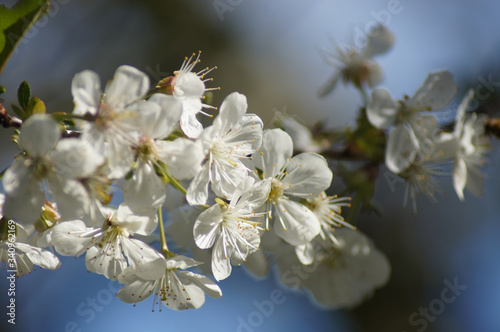 Weiße Blüte einer Sauerkirsche Prunus cerasus