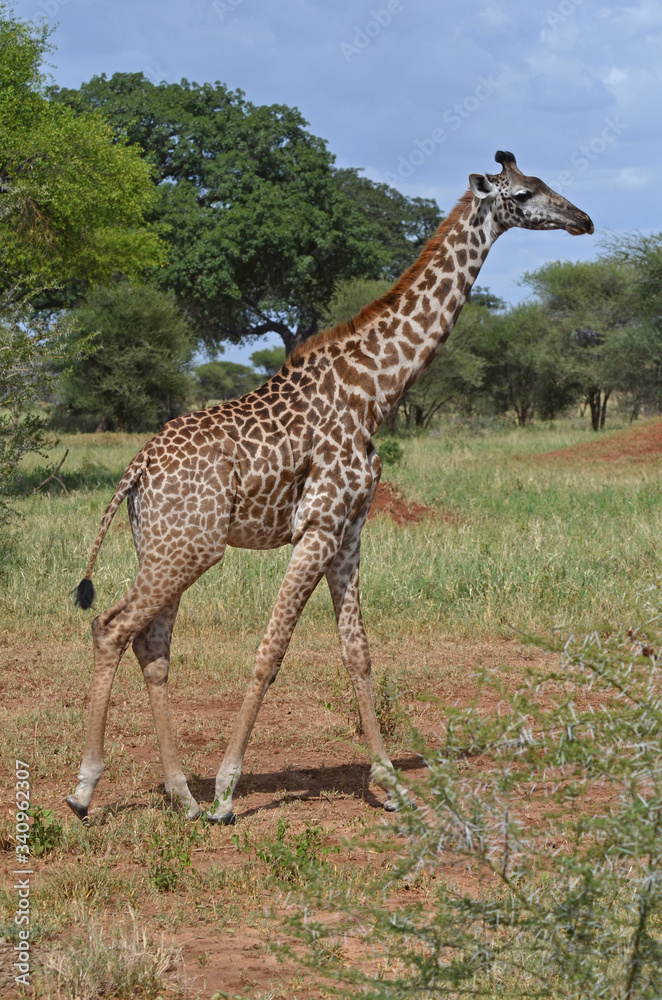 Obraz premium Giraffe