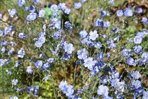 Lin décoratif bleu au jardin © JFBRUNEAU