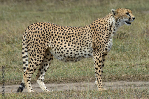 Pregnant Cheetah