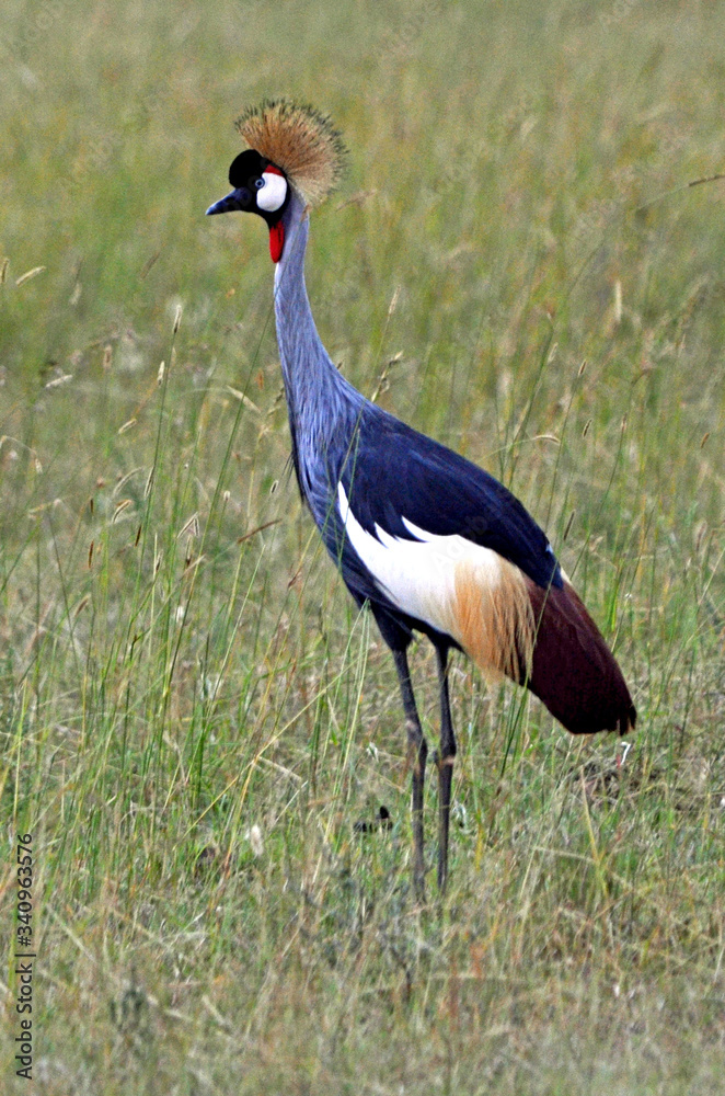 Fototapeta premium Grey Crowned Crane