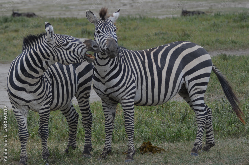 Obraz premium Zebras