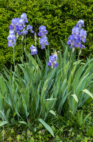 Fototapeta Naklejka Na Ścianę i Meble -  Wild violet and blue irises growing in urban alley.