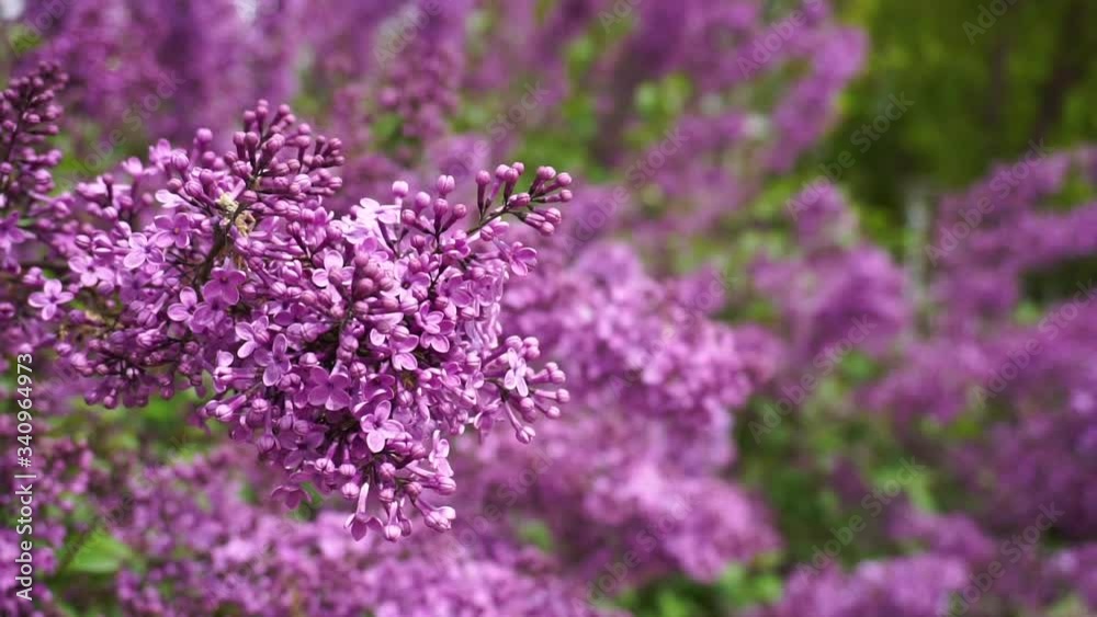 purple lilac flowers - Syringa vulgaris - Bunch if purple flowers on branch tree with green leaves background purple lilac flowers - Syringa vulgaris - Bunch if purple flowers on branch tree with green leaves background