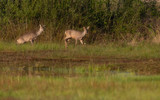 Two roe deer in field near bushes.