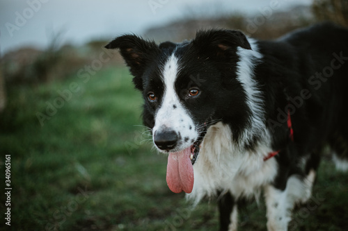 Cheerful pedigreed Border Collie dog with tongue out looking at camera while sitting on grass in park