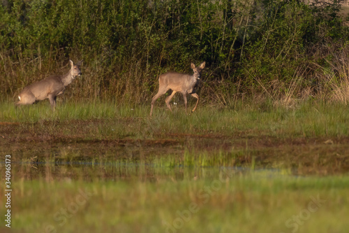 Two roe deer in field near bushes.