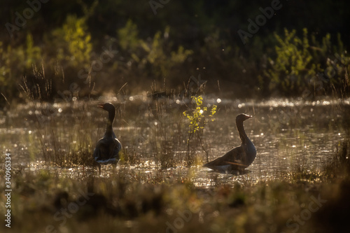 Two greylag geese at edge of lake during golden hour.