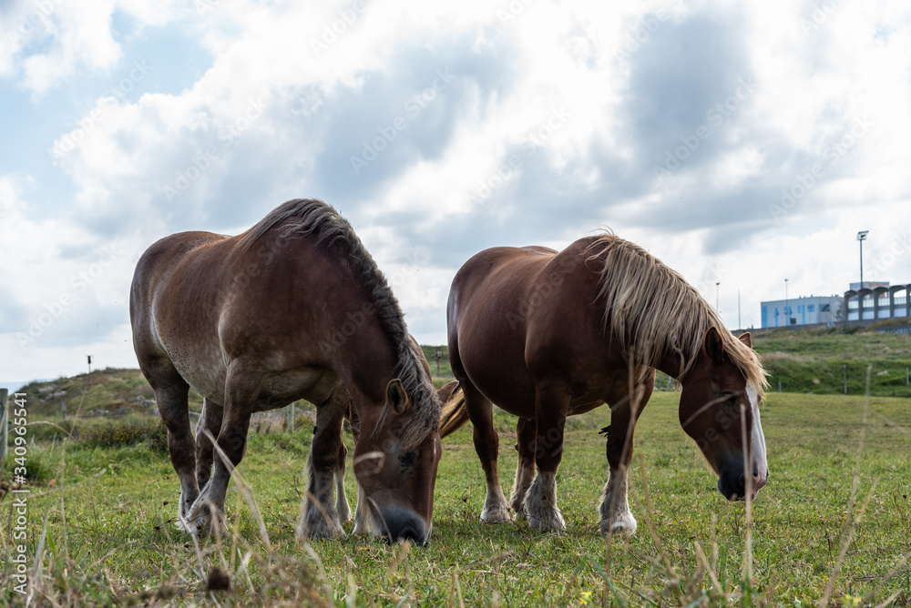 Herd of horses grazing on meadow in sunny day Herd of horses grazing on meadow in sunny day