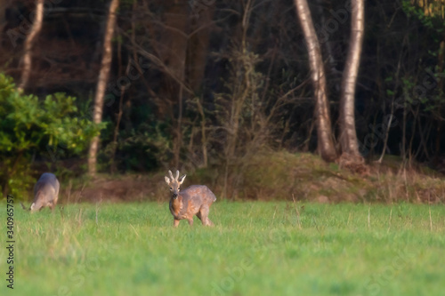 Grazing young roe deer in forest meadow.