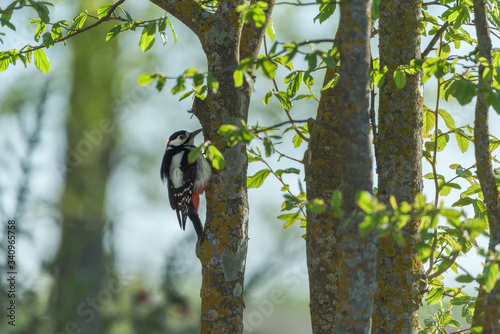 Cute busy great spotted woodpecker feeding on tree trunk in summer forest photo