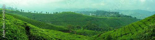 Panoramic beautiful tea plantations in hills near Munnar, Kerala, India.