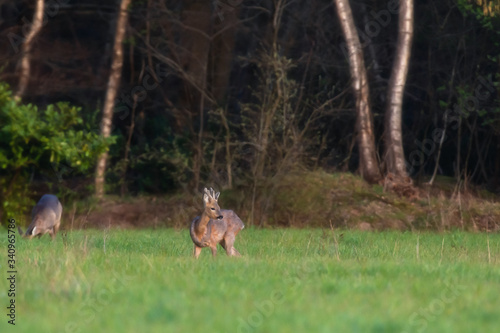Grazing young roe deer in forest meadow.