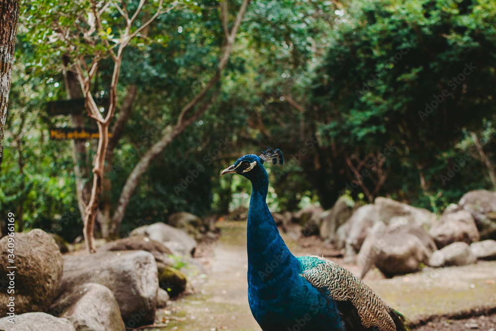 Beautiful colorful peacock on green alley Beautiful colorful peacock on green alley