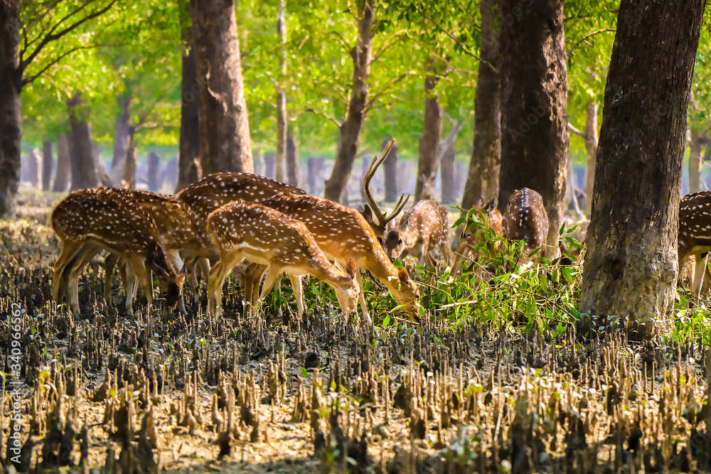 Deer of Sundarbans Deer of Sundarbans