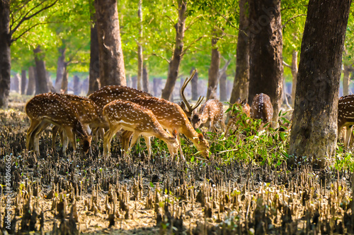 Deer of Sundarbans photo