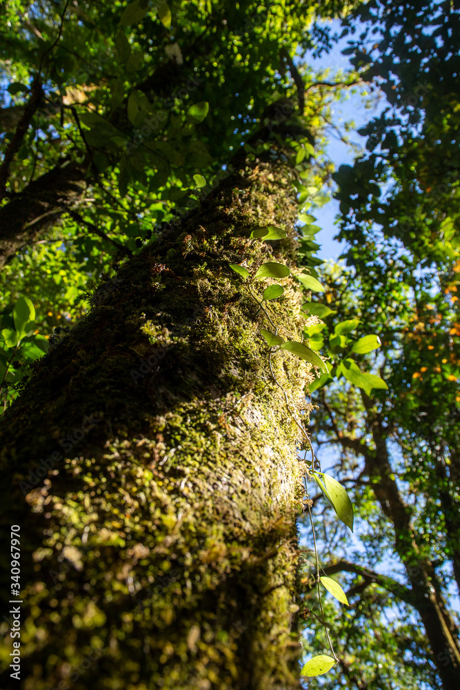 Fototapeta premium Tree in Doi Inthanon National Park