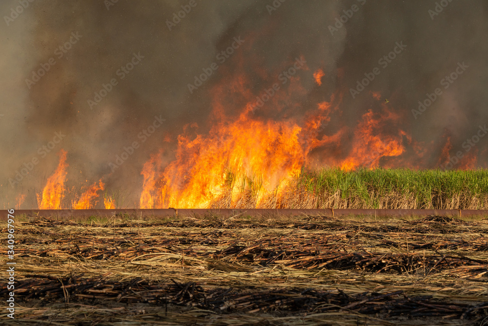 Fire in the cane field in Mamanguape, Paraiba, Brazil on November 15, 2013