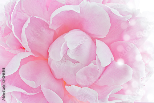macro de una flor peonia rosa