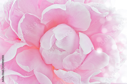 Fototapeta Naklejka Na Ścianę i Meble -  macro de una flor peonia rosa