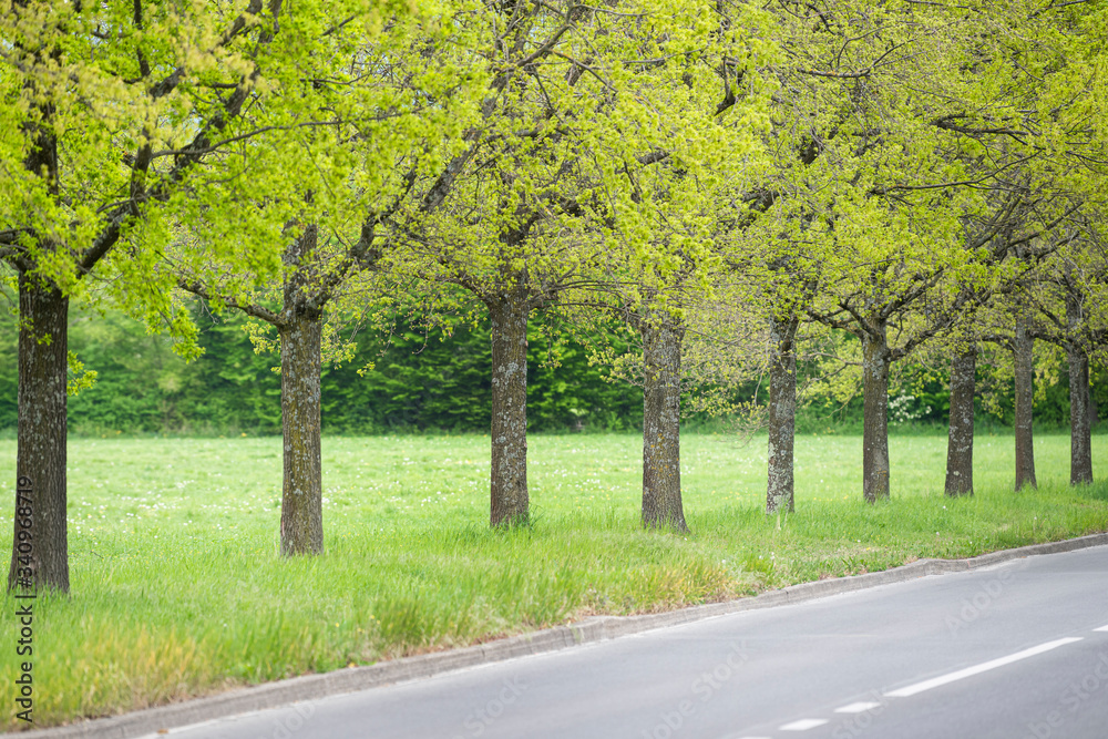 Green trees along the road.