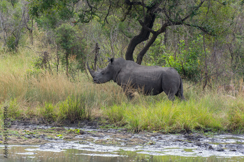 White Rhino  Ceratotherium simum  in open bushland in the Timbavati Reserve  South Africa