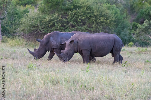 White Rhino (Ceratotherium simum) in open bushland in the Timbavati Reserve, South Africa