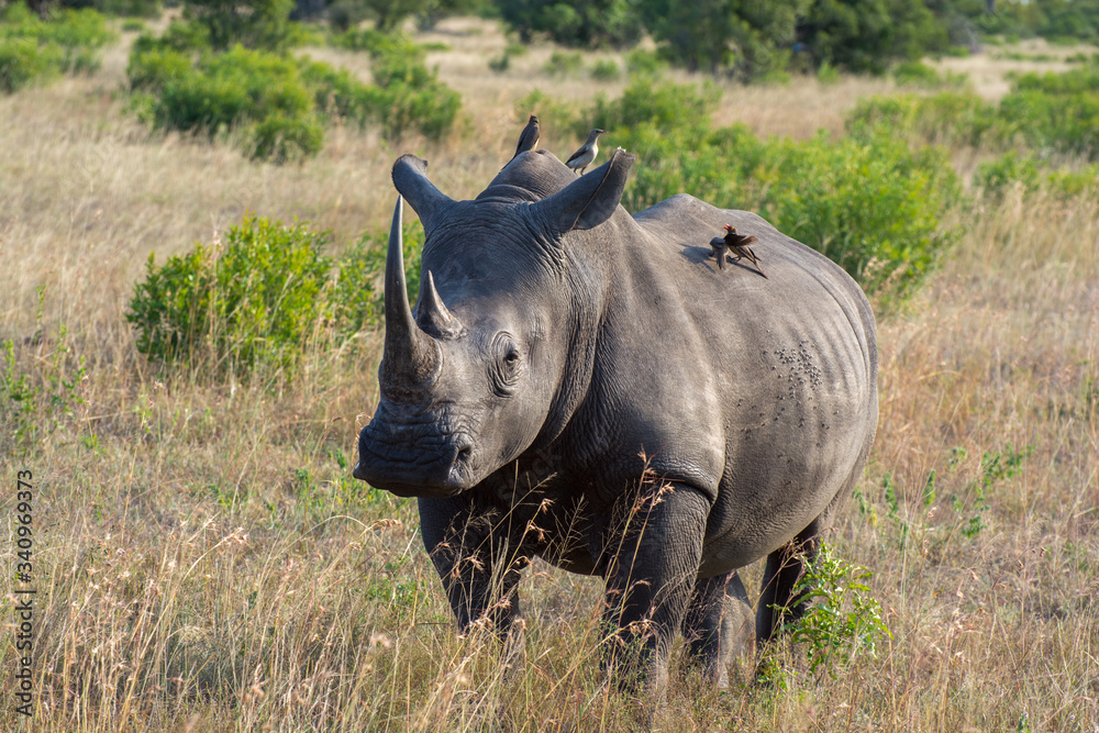 Obraz premium White Rhino (Ceratotherium simum) in open bushland in the Timbavati Reserve, South Africa
