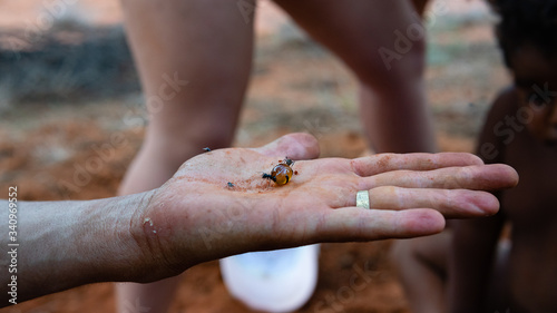 Fotografía Honey ants with ant eating the honey and flies