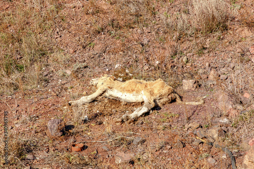Dried dead calf on drought dry ground. Dead cow carcass on the dump in the field