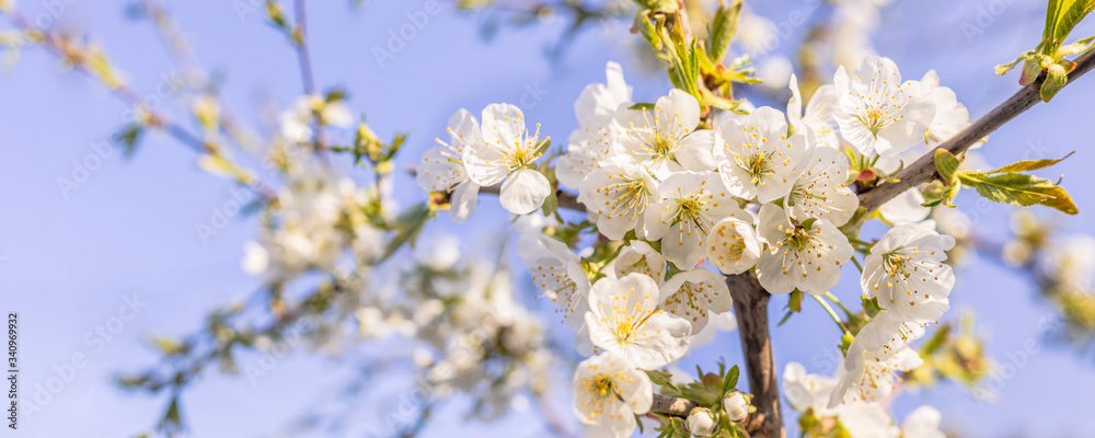 Blurred cherry tree background with spring flowers in sunny day. Panoramic view to spring background art with white blossom, close up, shallow depths of the field Blurred cherry tree background with spring flowers in sunny day. Panoramic view to spring background art with white blossom, close up, shallow depths of the field