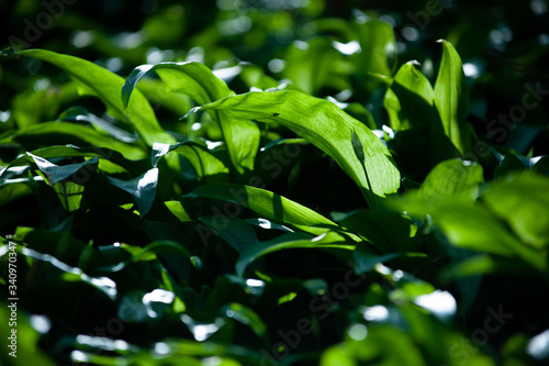 Allium ursinum known es wild garlic, ramsons, buckrams, broad-leaved garlic, wood garlic, bear leek or bear's garlic.