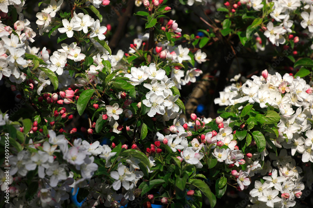 Holzapfelblüte Holzapfelblüte