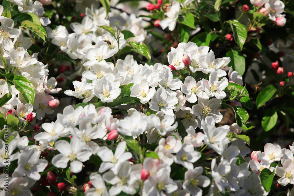 Holzapfelblüte