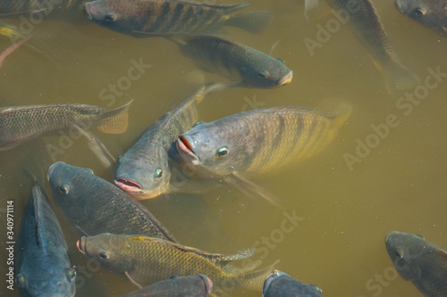 Many tilapia pop up to breathe on the surface because of lack of oxygen. Because of the weather. Dirty Oxygen Water in Water
