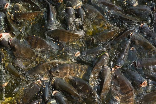Many tilapia pop up to breathe on the surface because of lack of oxygen. Because of the weather. Dirty Oxygen Water in Water
