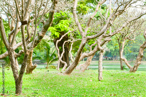 Beautiful trees shape with green yard in public garden for relaxing, Bangkok Thailand.