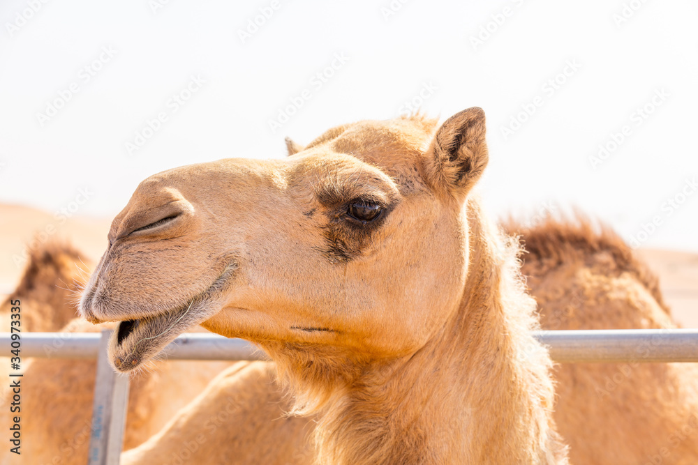 Obraz premium Kamel
