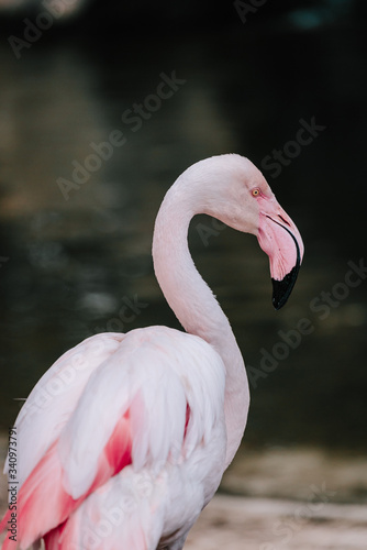 pink flamingo in the pond at the zoo on the dark background