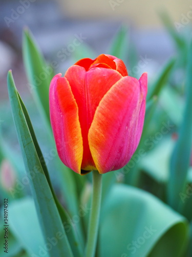 Czerwony tulipan