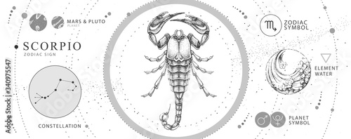 Modern magic witchcraft card with astrology Scorpio zodiac sign. Realistic hand drawing scorpion illustration. Zodiac characteristic