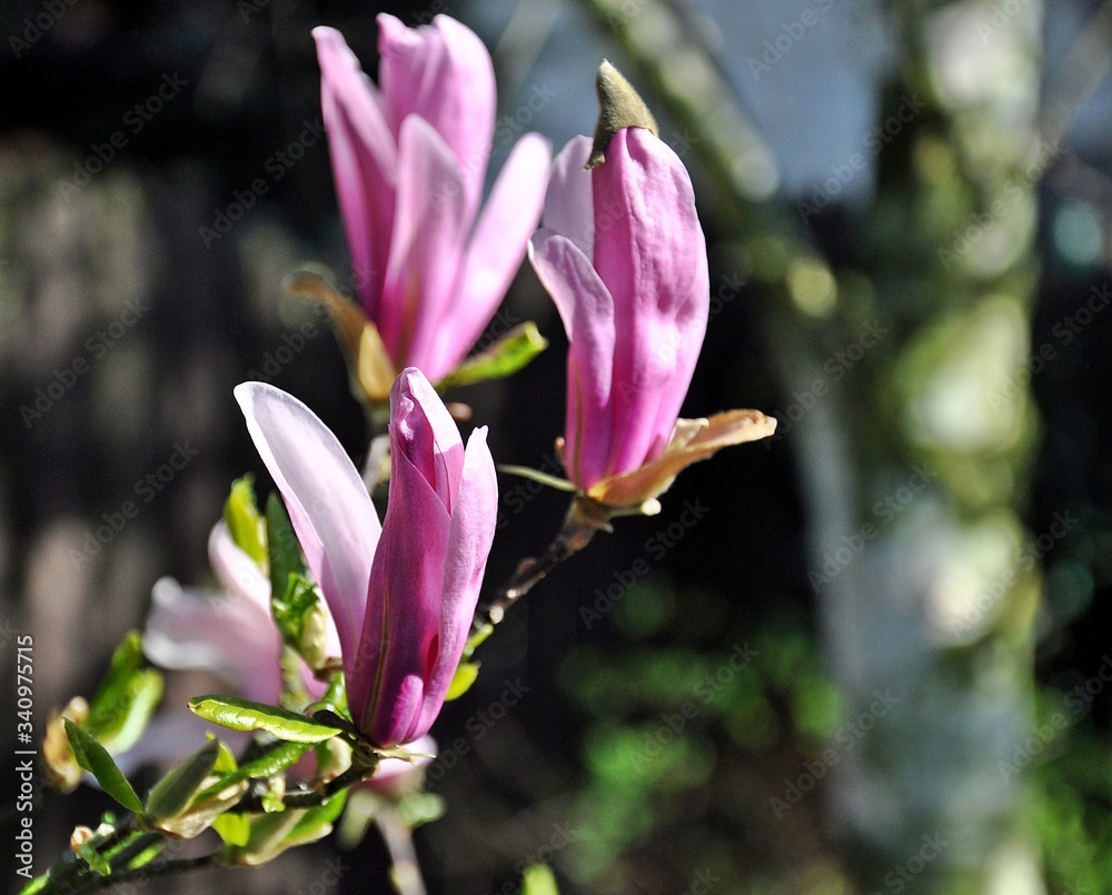 Różowe kwiaty magnolii Różowe kwiaty magnolii