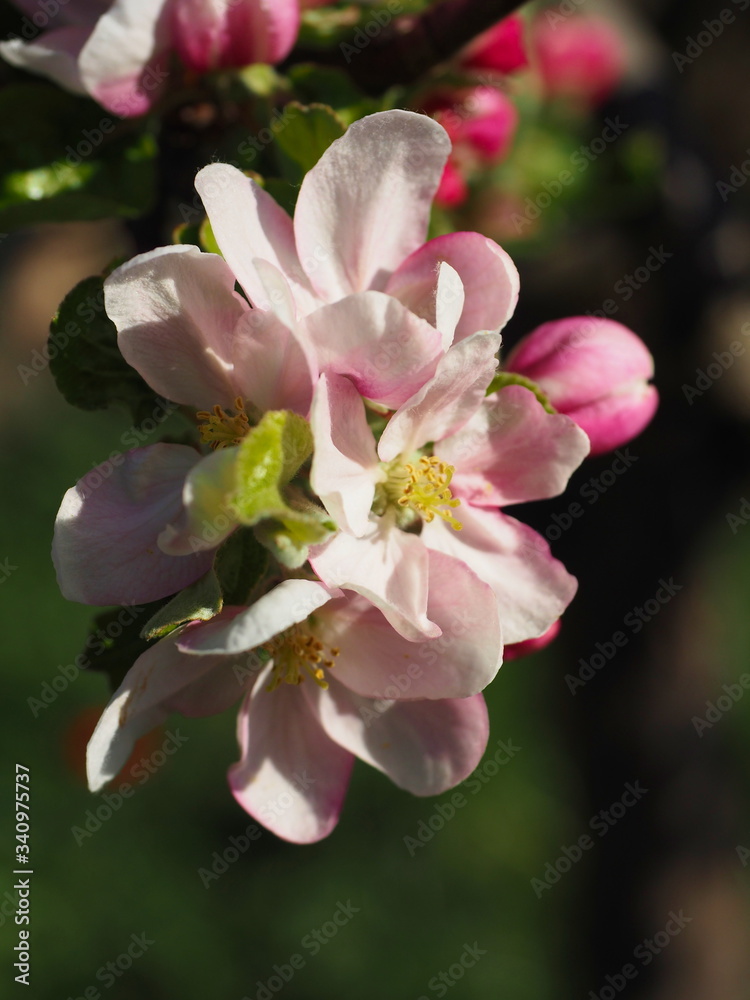 Fototapeta premium kwiat jabłoni
