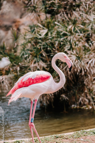 pink flamingo in the pond at the zoo with a mark on the foot
