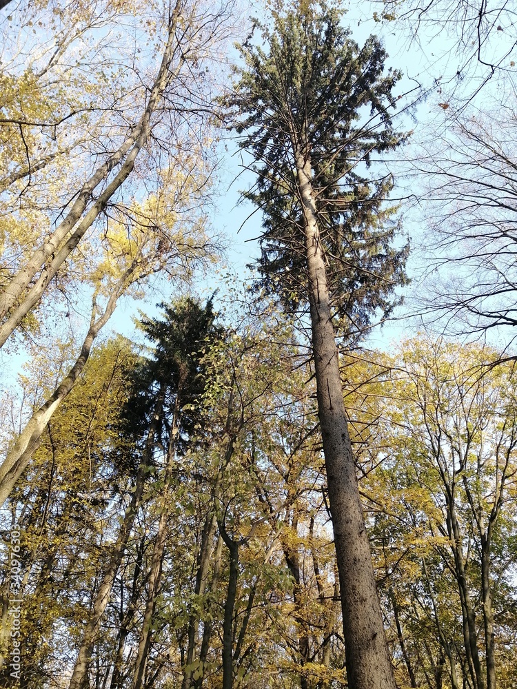 Fototapeta premium trees in autumn