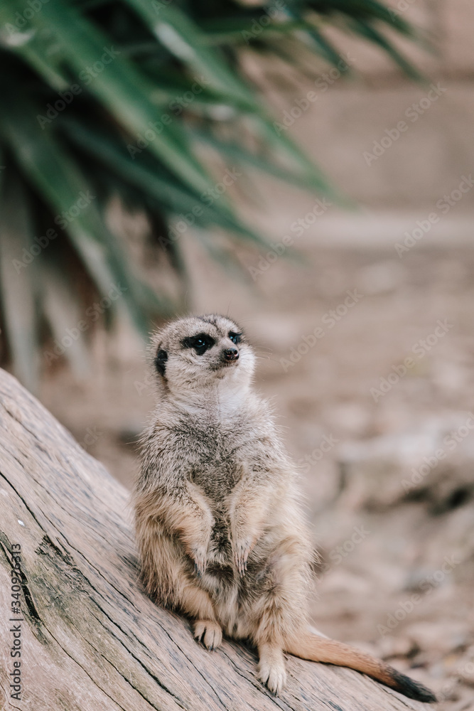 Fototapeta premium meerkat sits on a tree in a zoo