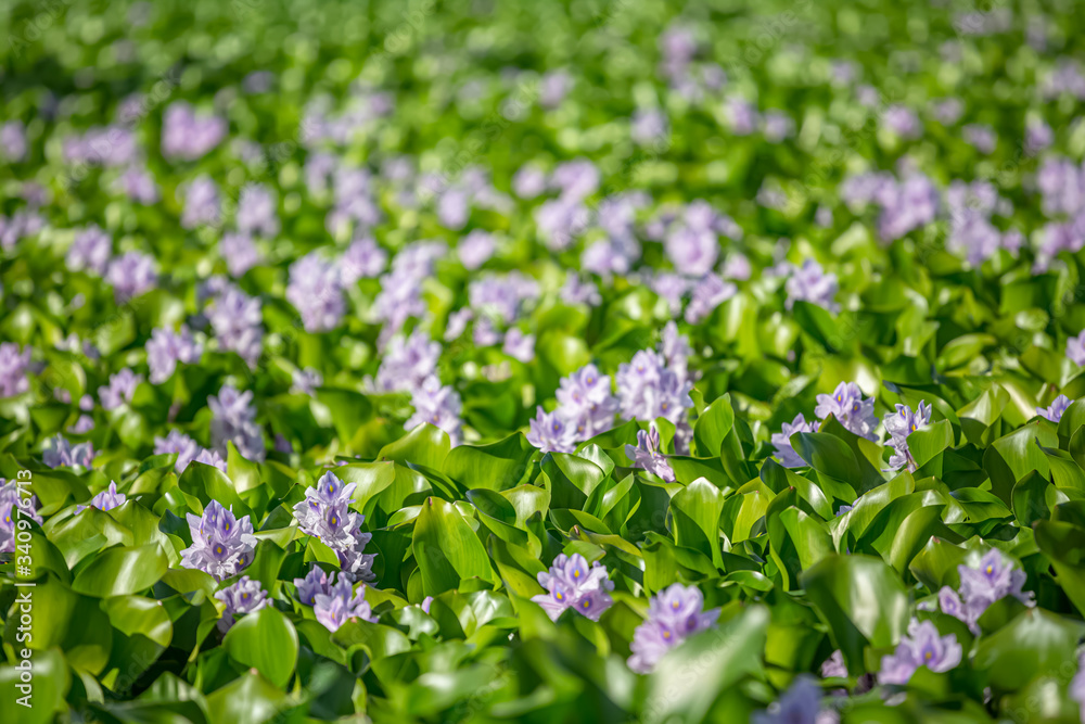 Detailed view of lake with common water hyacinths, aquatic plants, on the bank Detailed view of lake with common water hyacinths, aquatic plants, on the bank