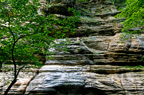 Spring green color against the backdrop of a sandstone canyon wall.